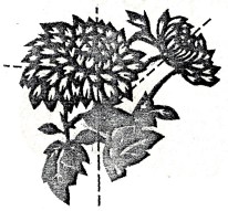 tagliare un jianzhi jpg